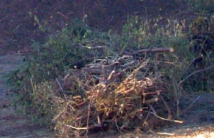 Springfield Township composts / mulches miscellaneous evergreens, tree limbs and brush.